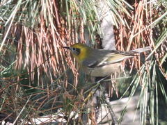 Peucedramus taeniatus