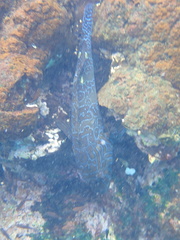 Cirrhitus rivulatus