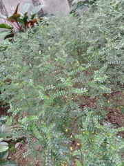 Zanthoxylum beecheyanum