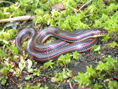 Farancia erytrogramma erytrogramma