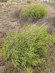 Melaleuca halmaturorum