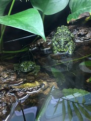 Theloderma corticale