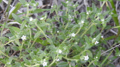 Heliotropium moorei
