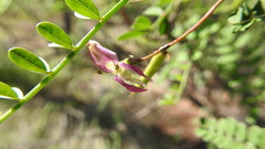 Indigofera brevidens