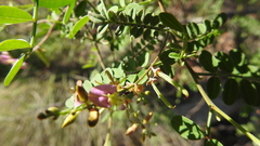 Indigofera brevidens