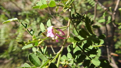 Indigofera brevidens