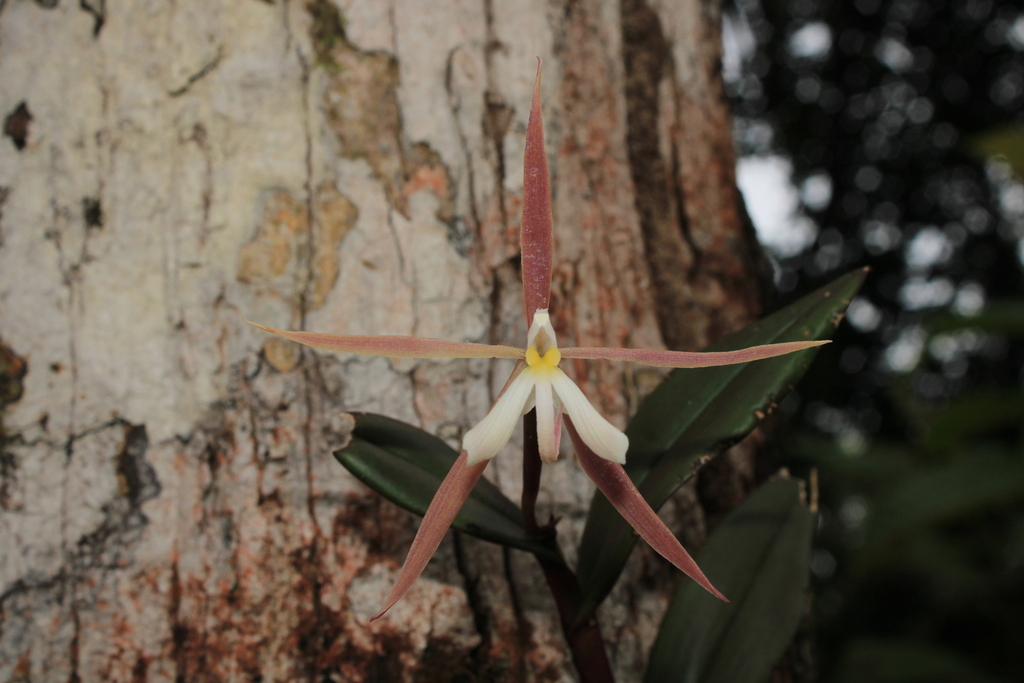 Epidendrum campyloglossum P.Ortiz & Hágsater