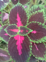 Coleus scutellarioides