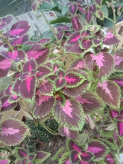 Coleus scutellarioides