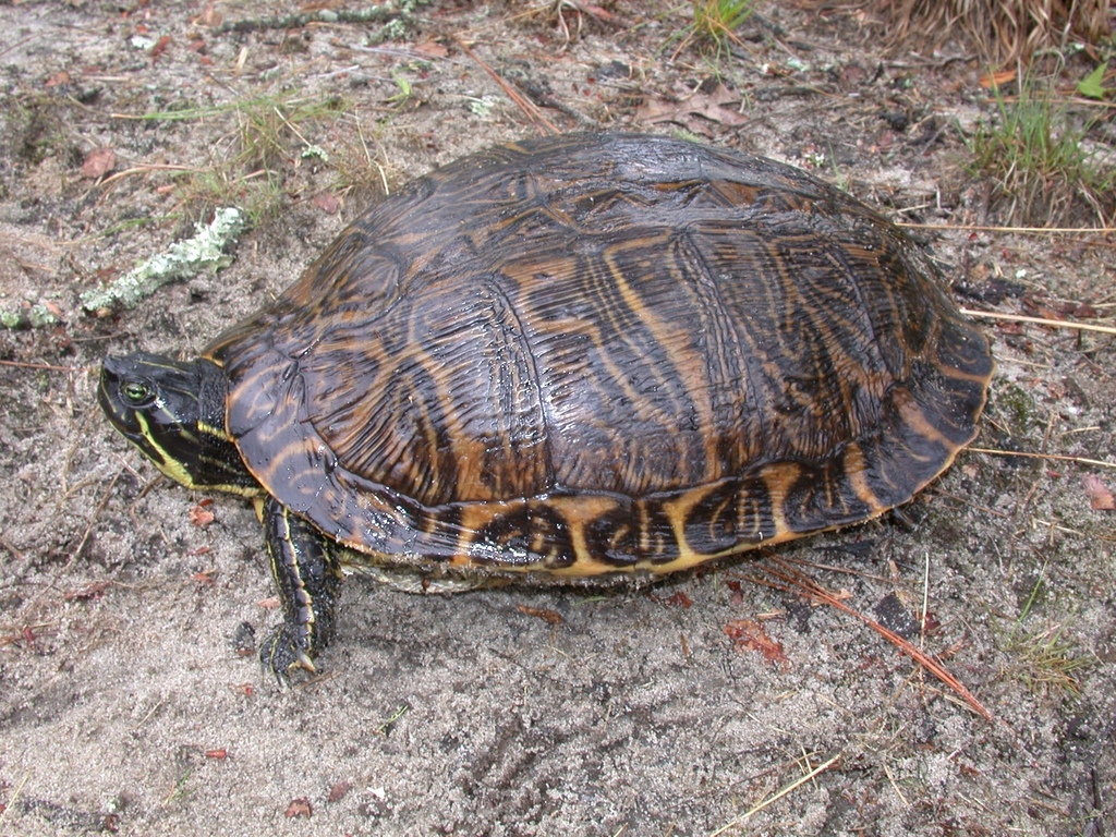 Coastal Plain Cooter From Pender County Nc Usa On June By J D Willson From Nps