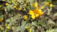 Senna coronilloides