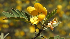 Senna coronilloides
