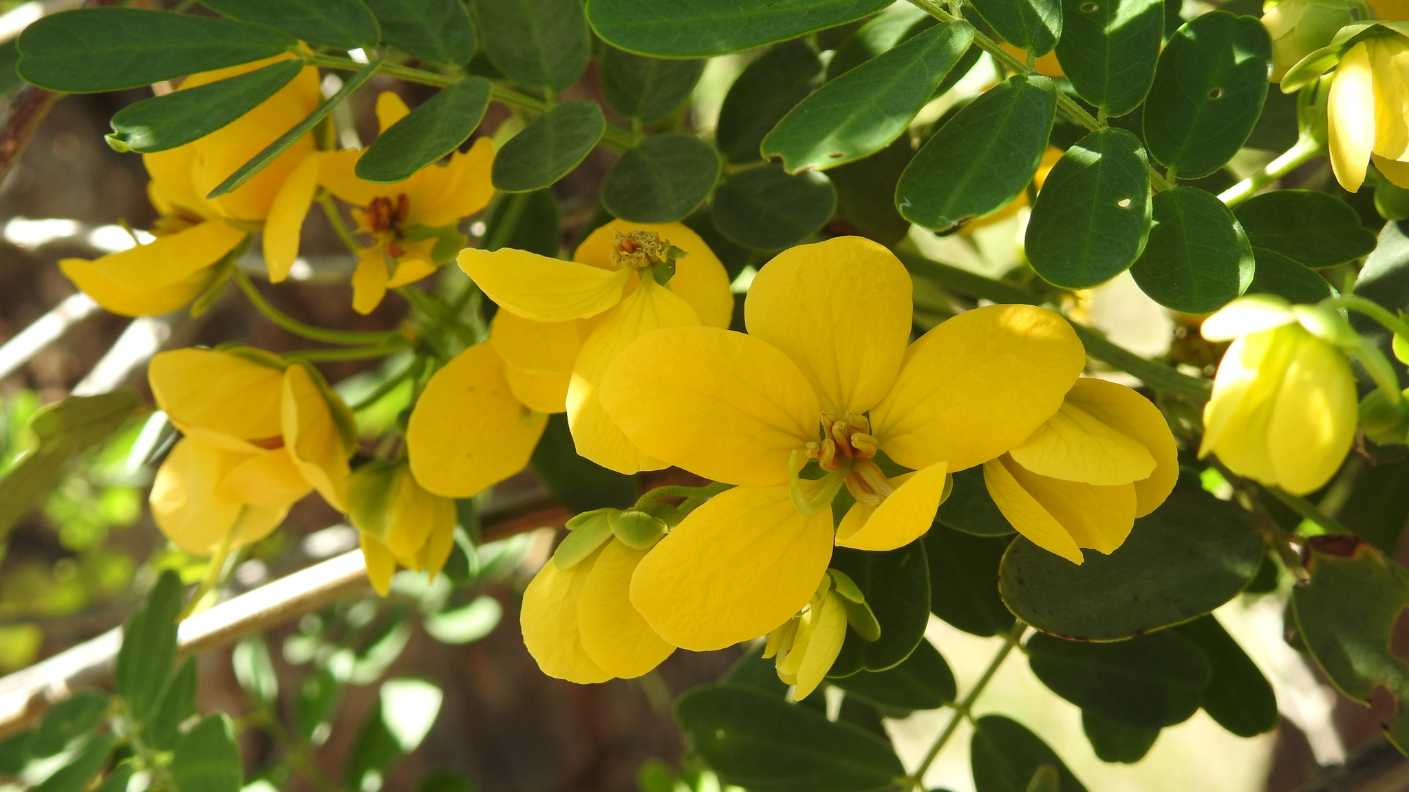 Senna gaudichaudii