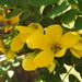 Gaudichaud's Senna - Photo (c) Bruce McLennan, some rights reserved (CC BY-NC), uploaded by Bruce McLennan