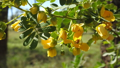 Senna gaudichaudii