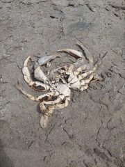 Ovalipes trimaculatus