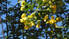 Senna gaudichaudii