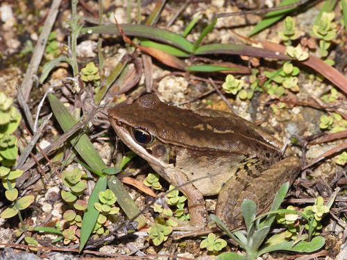 East China Music Frog