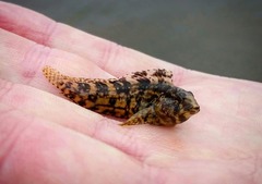Chasmodes bosquianus