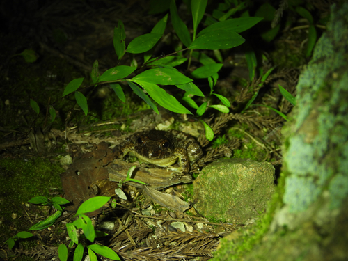Fujian Large-headed Frog