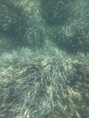 Posidonia Seagrass