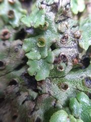 Marchantia foliacea