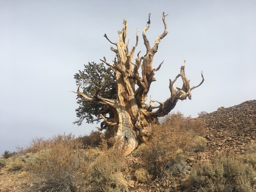 Great Basin bristlecone pine