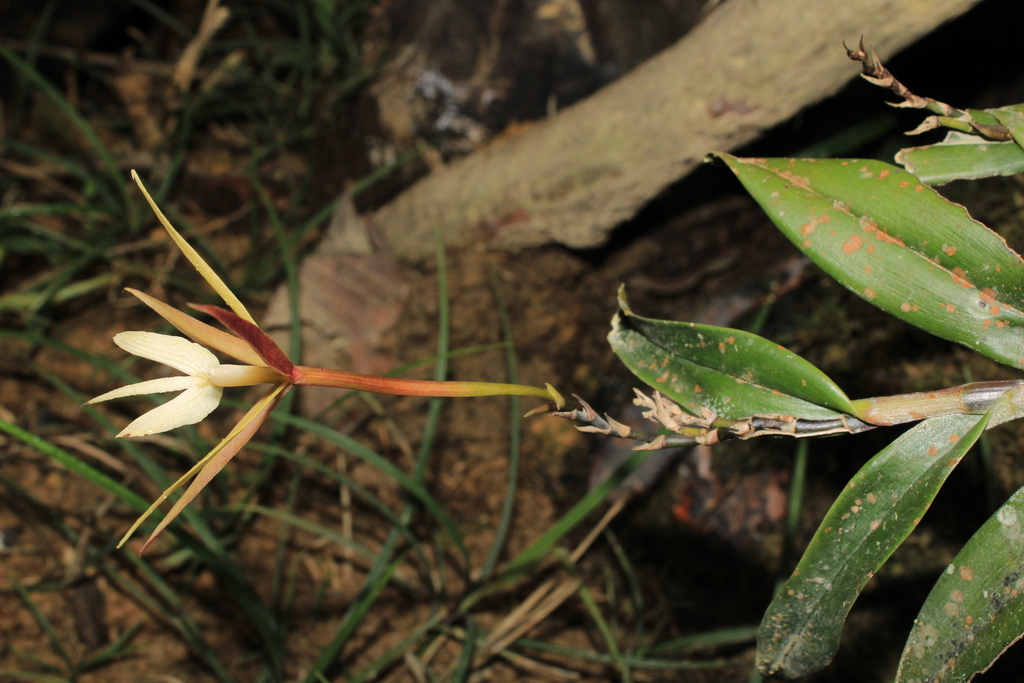 Epidendrum campyloglossum P.Ortiz & Hágsater 2