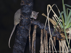 Scaly-Tailed Possum photo 3