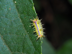 Birthamula rufa