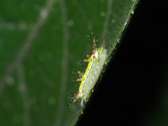 Birthamula rufa