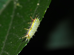 Birthamula rufa