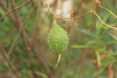 Luffa operculata