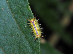 Birthamula rufa