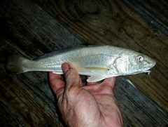 Menticirrhus littoralis