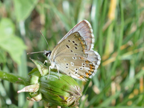 Blue Argus