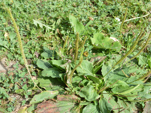 greater plantain