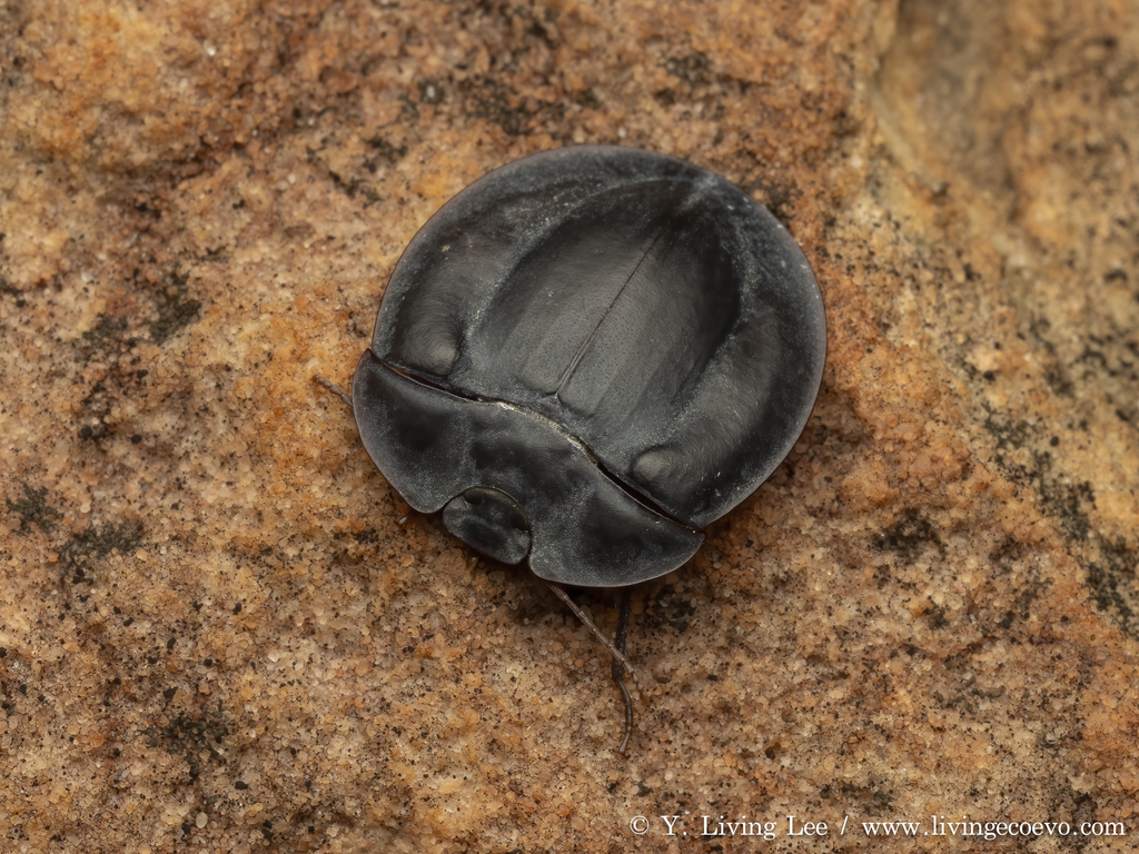 Pterohelaeus latus