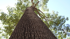 Brachychiton australis