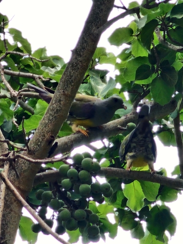 Bruce's Green-Pigeon