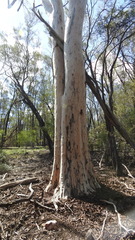 Eucalyptus thozetiana