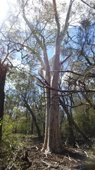 Eucalyptus thozetiana