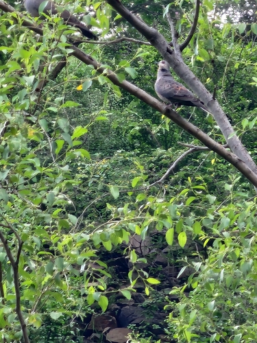 Dusky Turtle-Dove