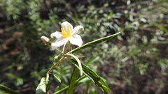 Solanum parvifolium