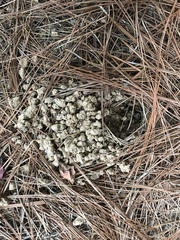 Tamias striatus