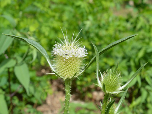 cutleaf teasel