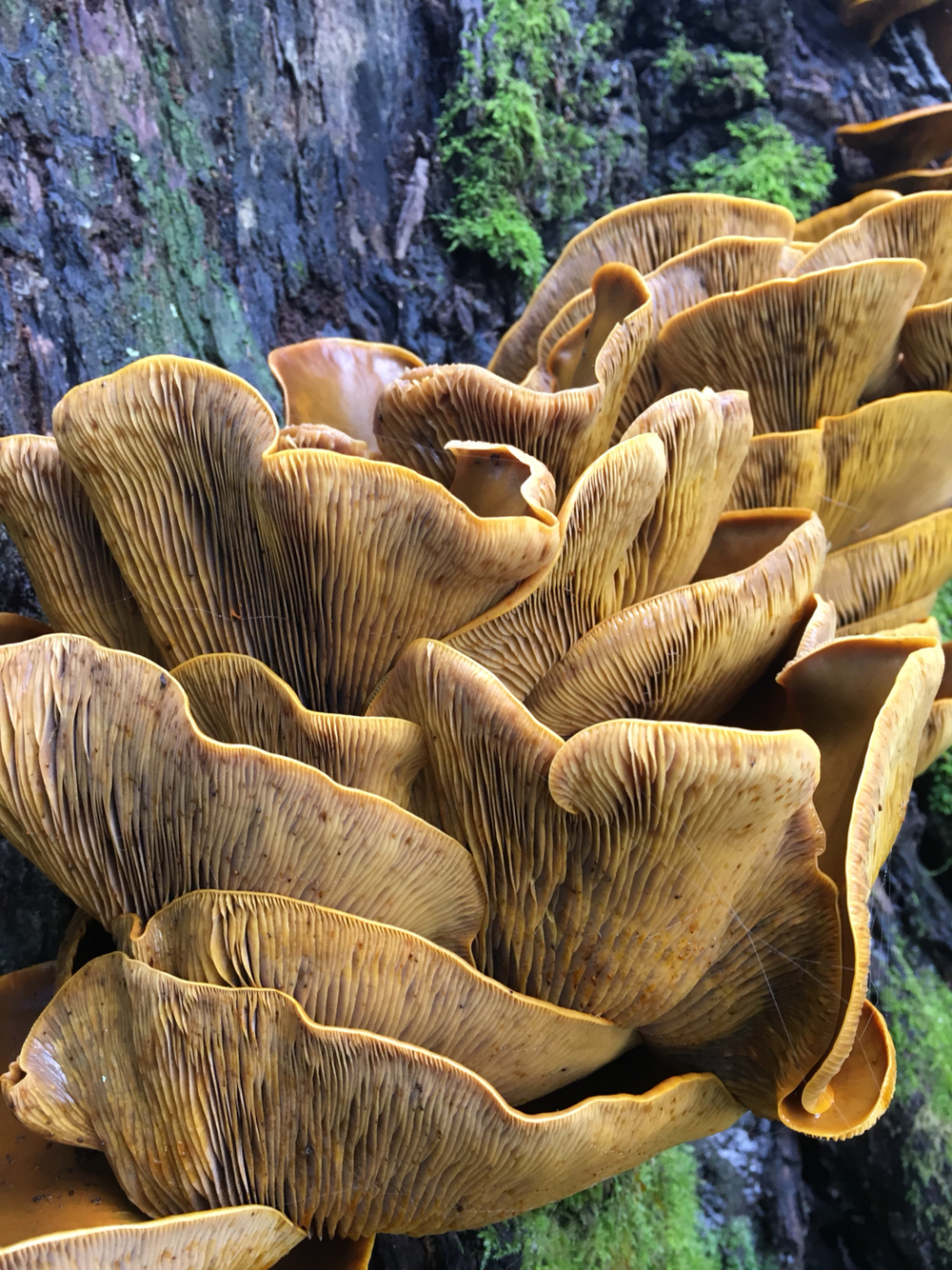 Omphalotus olivascens image