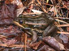 Lithobates virgatipes