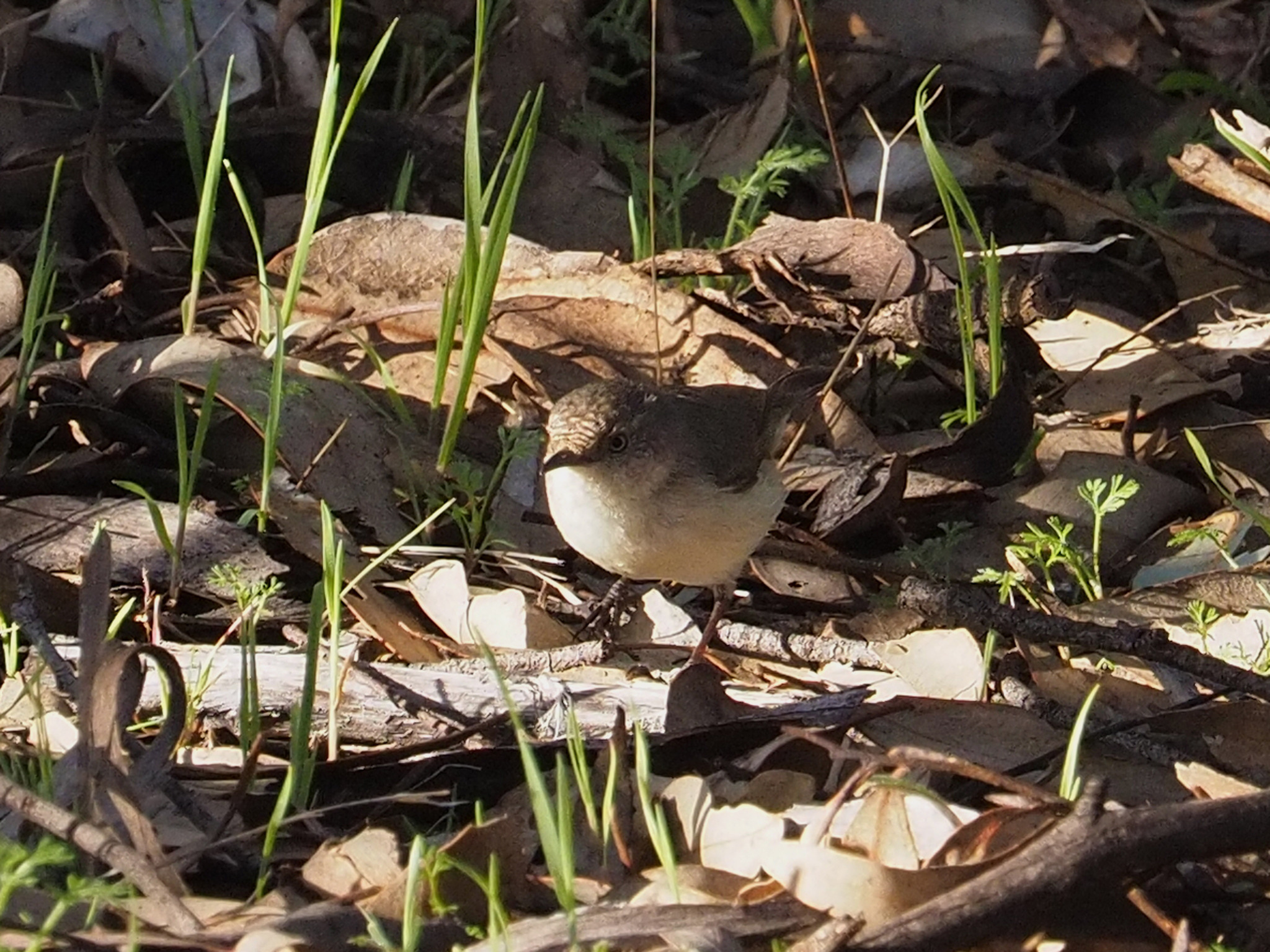 Western Thornbill illustration