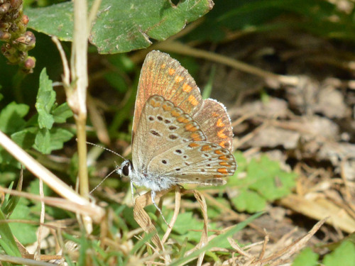 Brown Argus